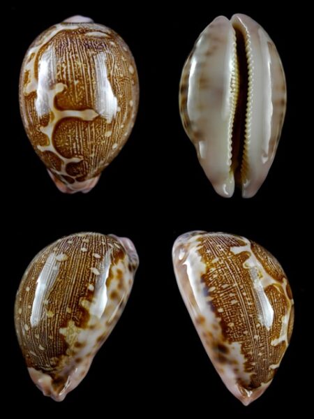 Leporicypraea mappa viridis guamensis 67,3 mm Gem-0