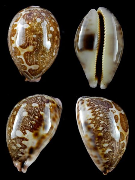 Cypraea mappa viridis guamensis 67,6 mm Gem-0