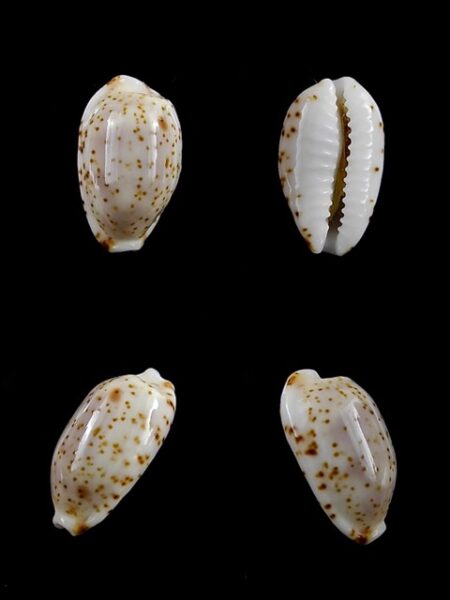 Cypraea nanostraca 13,3 mm Gem-0