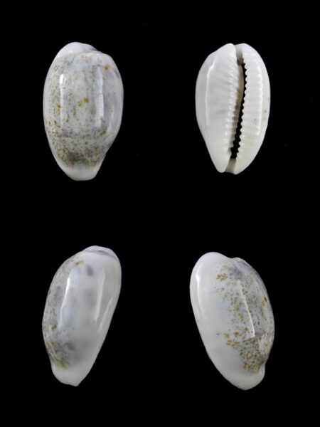 Cypraea pallidula rhinoceros 21,2 mm Gem-0
