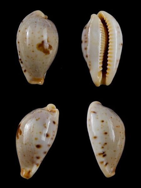 Cypraea saulae nugata f. crakei 22,5 mm Gem-0