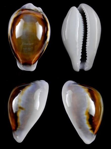 Cypraea spadicea 49,2 mm Gem-0