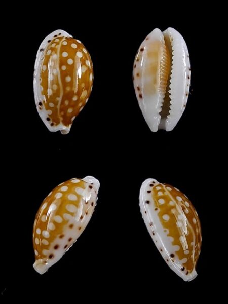 Cypraea taitae 13,7 mm Gem-0