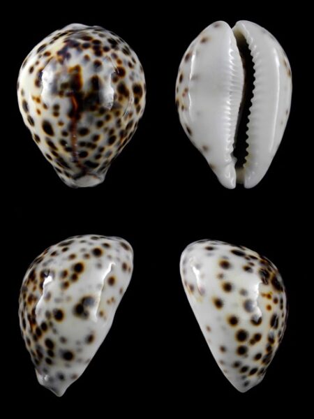 Cypraea tigris " dwarf " 57,9 mm Gem-0