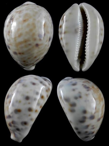Cypraea tigris f. pardalis 79,3 mm Gem-0