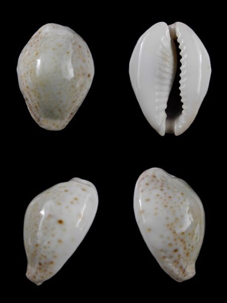 Cypraea turdus f. nivea 36,5 mm Gem-0