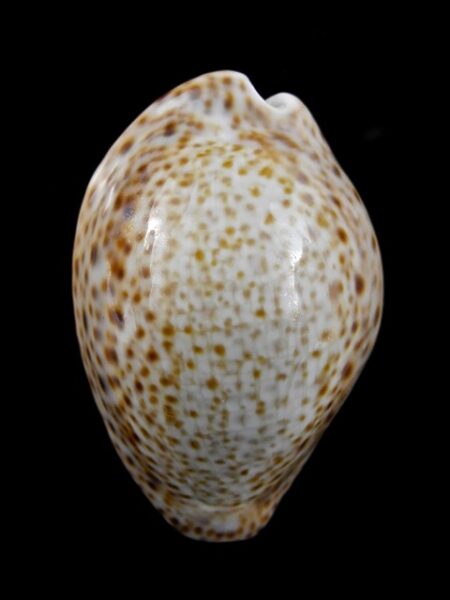 Cypraea turdus turdus " geant" 51,3 mm-0