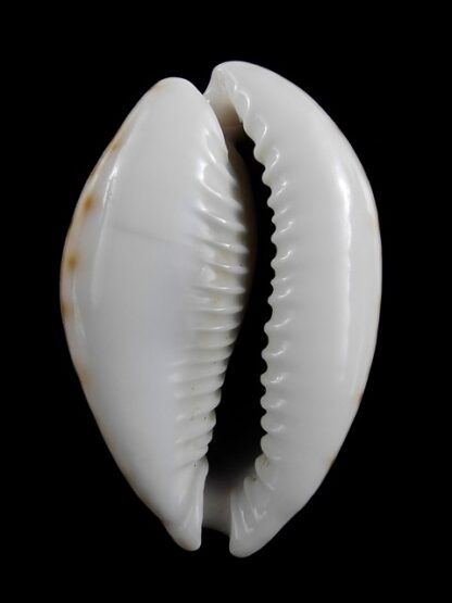 Cypraea turdus turdus " geant" 51,3 mm-8842