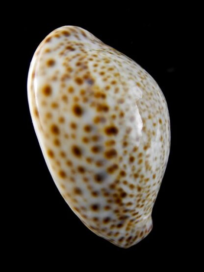 Cypraea turdus turdus " geant" 51,3 mm-8839