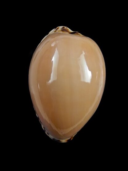 Notocypraea angustata angustata." Giant" 29,9 mm Gem-8859