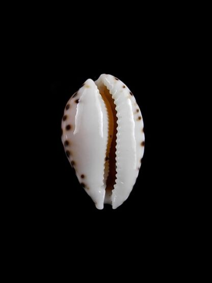 Cribrarula astaryi f. lefaiti 18,1 mm Gem-8805