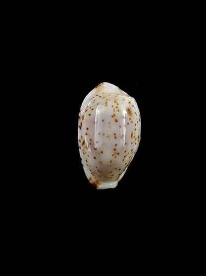 Cypraea nanostraca 13,3 mm Gem-8837