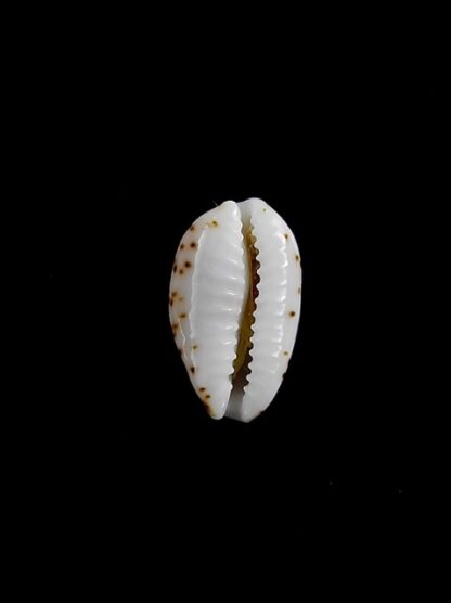 Cypraea nanostraca 13,3 mm Gem-8834