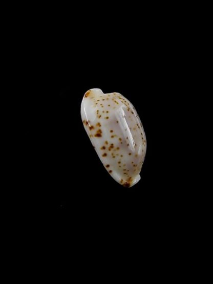 Cypraea nanostraca 13,3 mm Gem-8835
