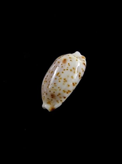 Cypraea nanostraca 13,3 mm Gem-8838