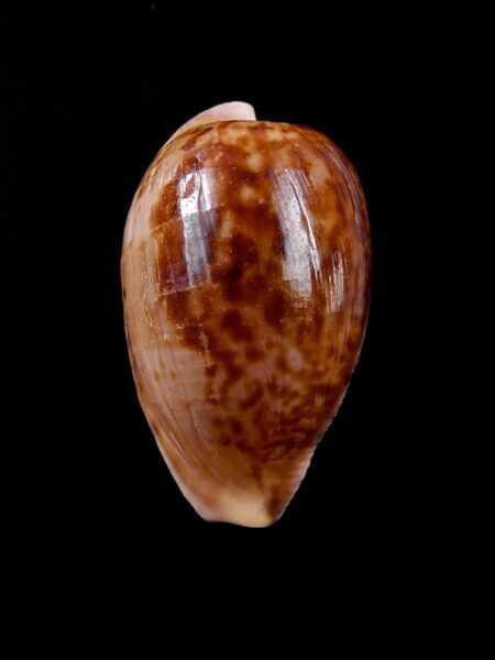 Cypraea amphithales Gem 28,6 mm-0