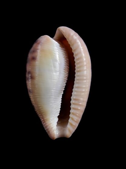 Cypraea amphithales Gem 28,6 mm-8928