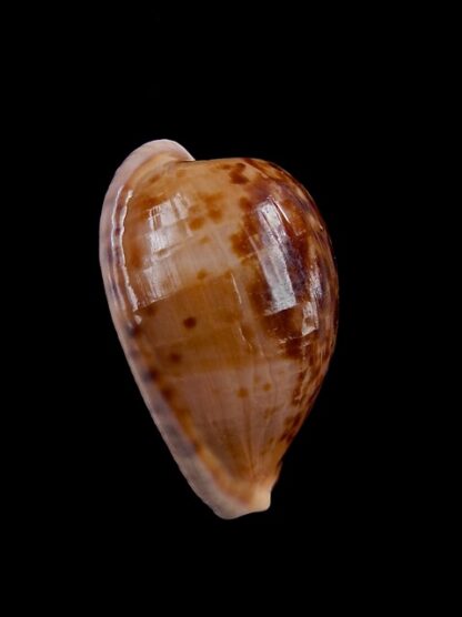 Cypraea amphithales Gem 28,6 mm-8927