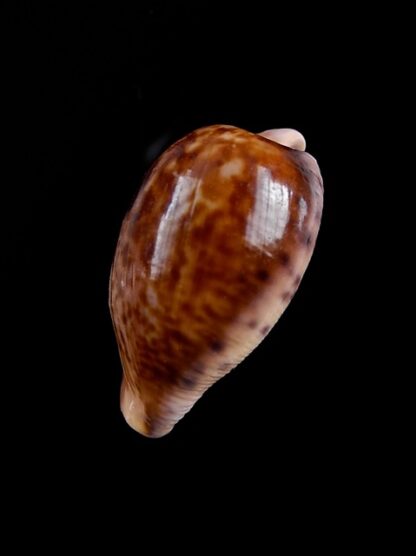 Cypraea amphithales Gem 28,6 mm-8930