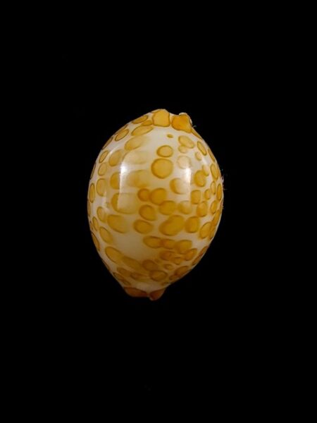 Cypraea mariae 16,5 mm Gem-0