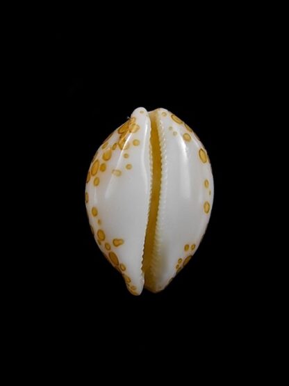 Cypraea mariae 16,5 mm Gem-8869