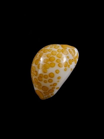 Cypraea mariae 16,5 mm Gem-8868