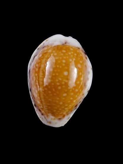 Cypraea cernica leforti Gem 28,6 mm-8910