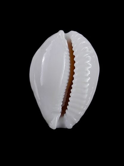 Cypraea cernica leforti Gem 28,6 mm-8906