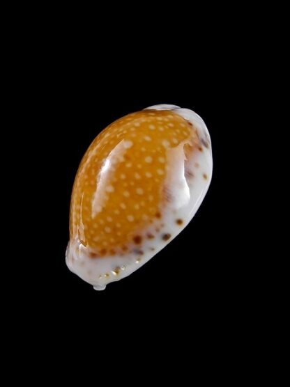 Cypraea cernica leforti Gem 28,6 mm-8907