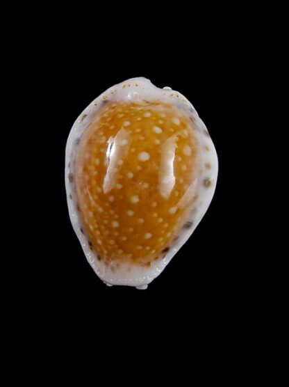 Cypraea cernica leforti Gem 26,4 mm-8896