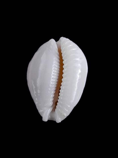 Cypraea cernica leforti Gem 26,4 mm-8899