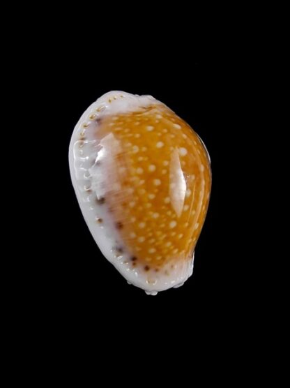 Cypraea cernica leforti Gem 26,4 mm-8898