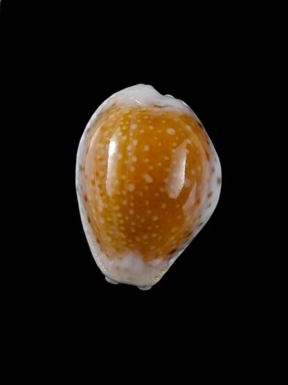 Cypraea cernica leforti Gem 25.8 mm-8882
