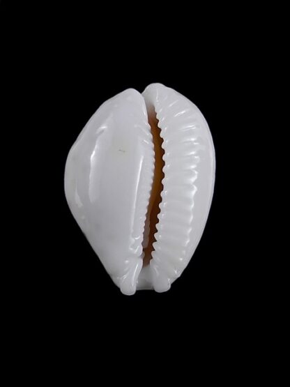 Cypraea cernica leforti Gem 25.8 mm-8883