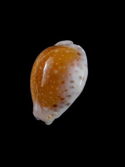 Cypraea cernica leforti Gem 25.8 mm-8884