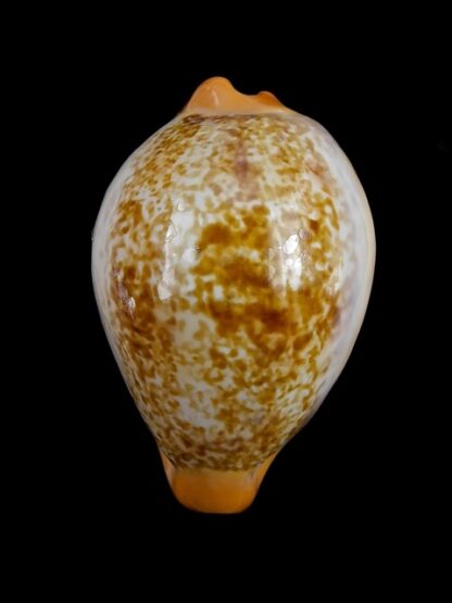 Cypraea langfordi cavatoensis Gem 50,5 mm-9481