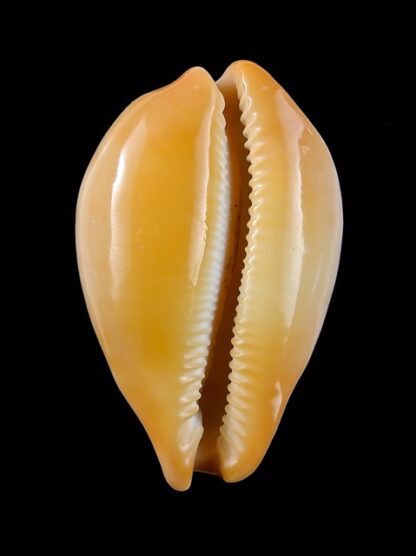 Cypraea langfordi cavatoensis Gem 50,5 mm-9482