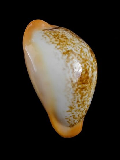 Cypraea langfordi cavatoensis Gem 50,5 mm-9484