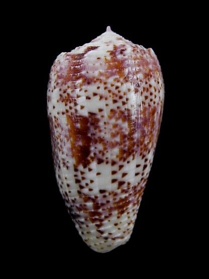 Conus adamsonii 41,5 mm Gem-0