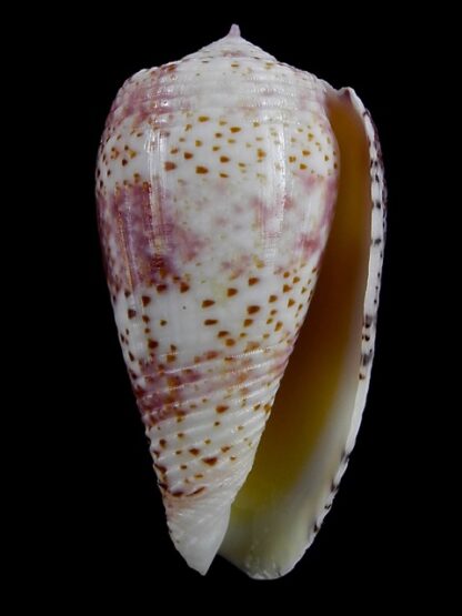 Conus adamsonii 41,5 mm Gem-8926