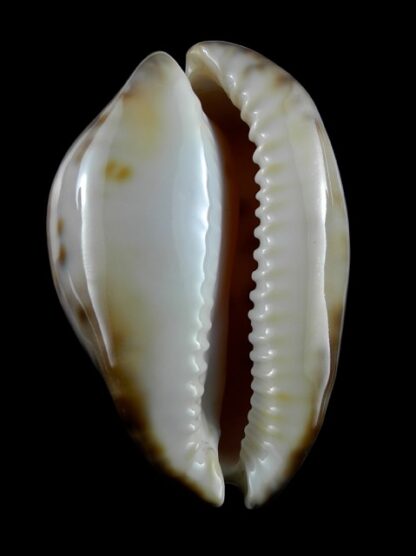 Zoila venusta roseopunctata 72,6 mm Gem-9117