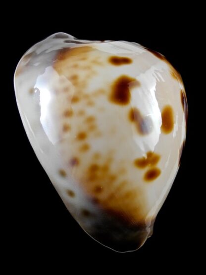 Zoila venusta roseopunctata 72,6 mm Gem-9120