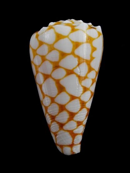 Conus marmoreus f. orange 49,4 mm Gem--8963