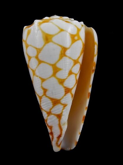 Conus marmoreus f. orange 49,4 mm Gem--8962