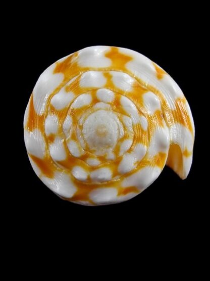 Conus marmoreus f. orange 49,4 mm Gem--8960