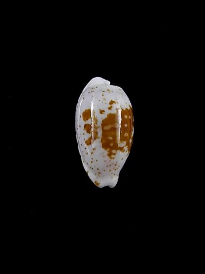 Cypraea goodalli 13,7 mm Gem-8977