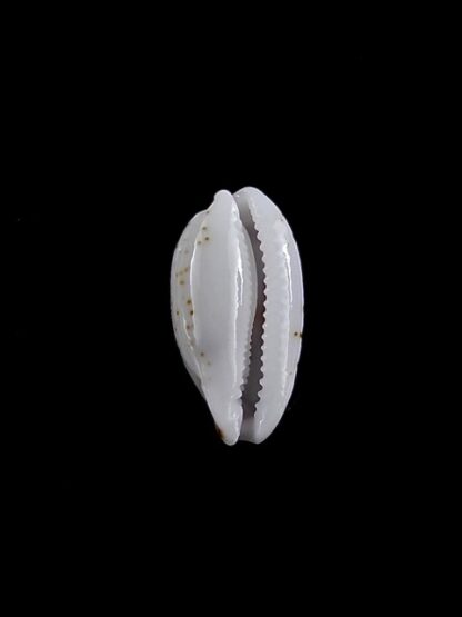 Cypraea goodalli 13,7 mm Gem-8976