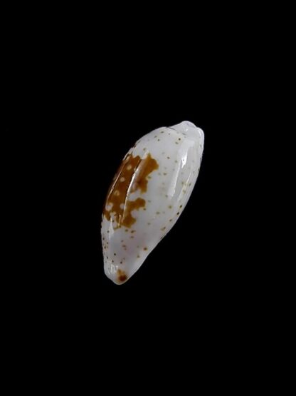 Cypraea goodalli 13,7 mm Gem-8974