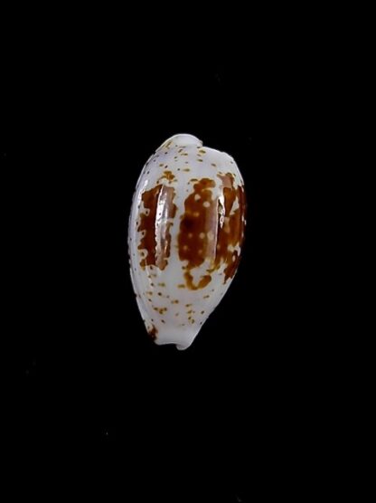 Cypraea goodalli 13,5 mm Gem-8966