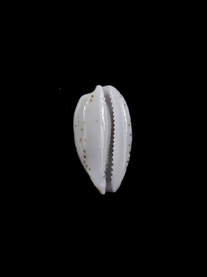 Cypraea goodalli 13,5 mm Gem-8965